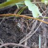 Epeire fasciée. étonnante araignée jaune et noire observée. jardin été 2021. Isabelle Maligne